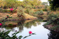 Japnese Park Pond